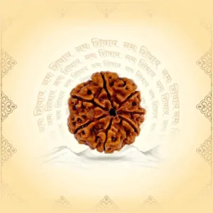 7 Mukhi Rudraksh Seven Mukhi Pure Rudraksha, Laboratory Certified || groww business